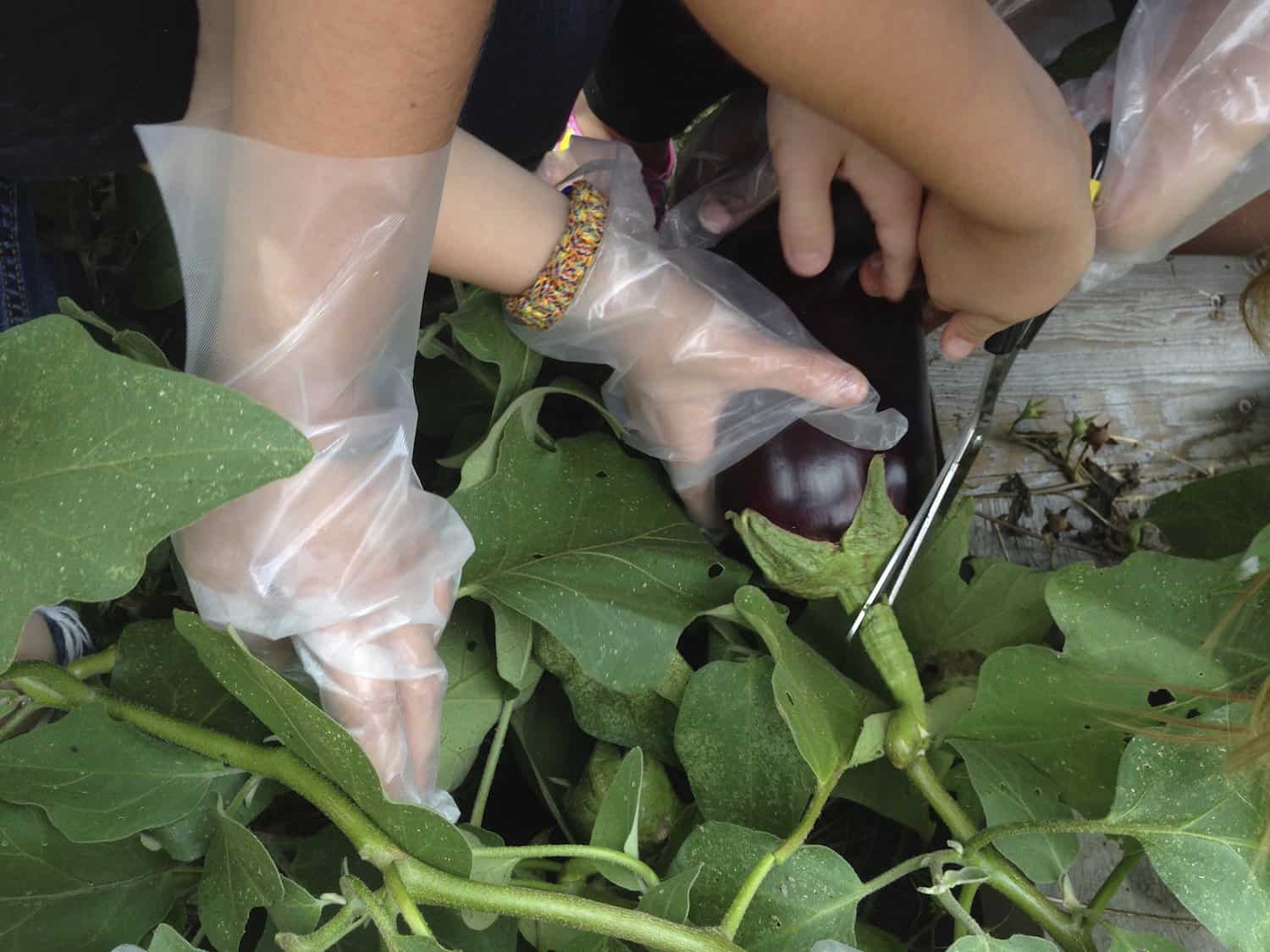 essay on the school garden