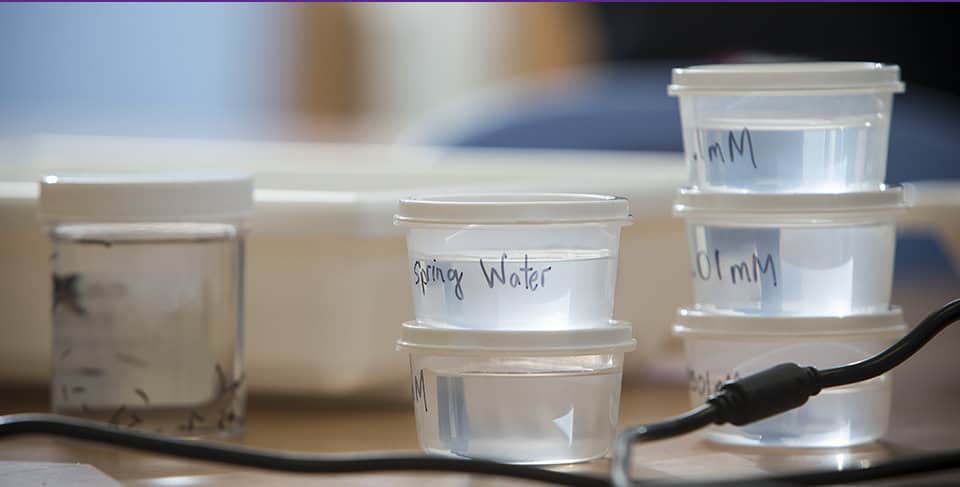 The flatworms used in the study are shown below at left, along with materials used to conduct the experiments.