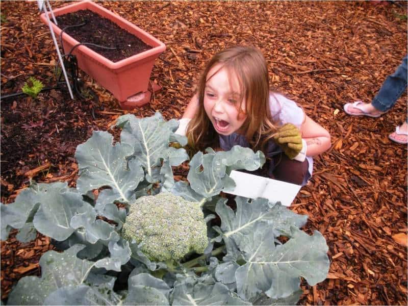 Makayla Lewis, daughter of Megan Lewis, checks out a big broccoli plant. (Photo credit: Brenda Porter Rockwell)