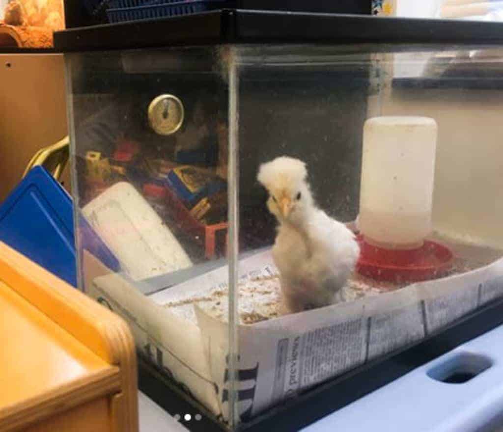 chicken