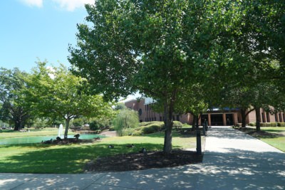 A cement pathway lined with trees and geese leads to a building.