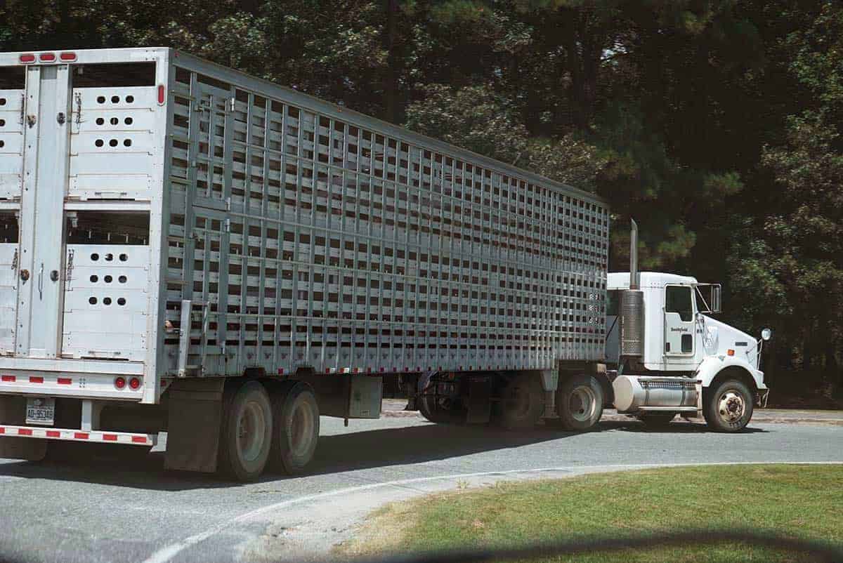 A livestock truck turns left on a rural road