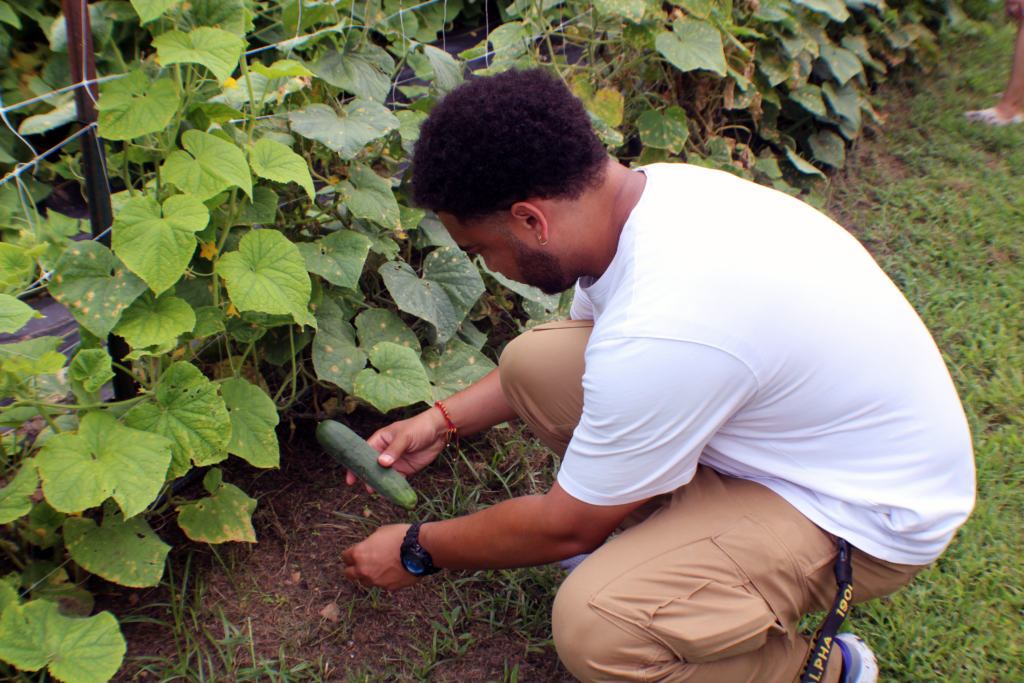 man picking a cucumber